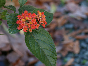 Lantana, either 'Lucky Red' or 'Dallas Red'