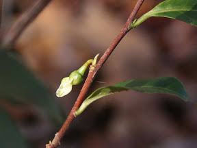 Camellia sinensis, going to seed.