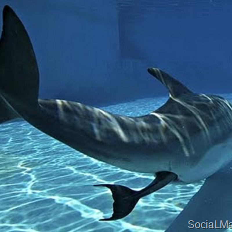 Συγκλονιστικό βίντεο με την γέννηση δελφινιού καρέ καρέ