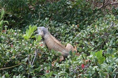 IMG_0622