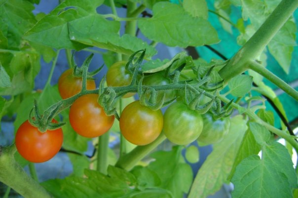 [temp_last year tomatoes[2].jpg]