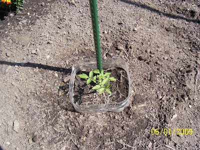 tomato plant #2