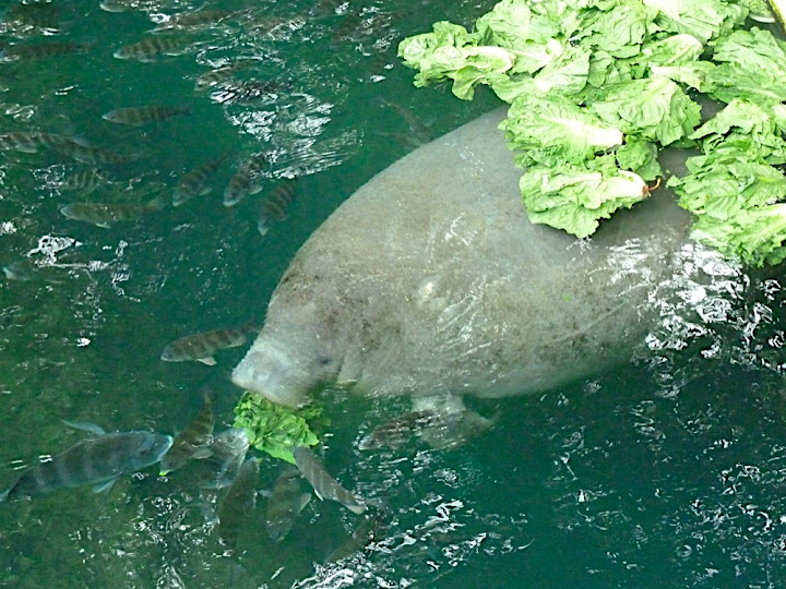 Homosassa Springs