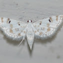 Moth