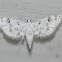 Moth