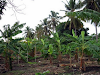 Finca 42 Tareas De Platanos En Boca Canasta Bani