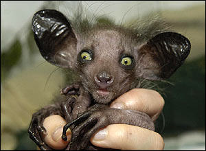 Lêmur aye aye Aye Aye5555 Romância: Vampiros e Lemurídeos