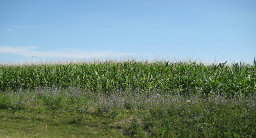 pittsboro