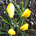 Yellow Crocus