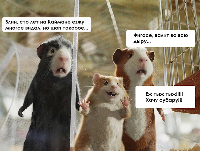 %20владелец%20каймана%20недоумевае.jpg