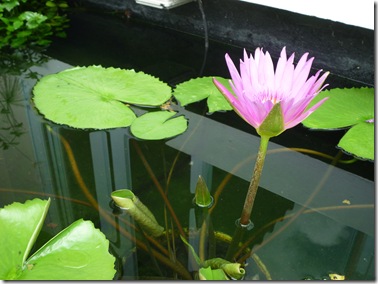 water lily for koi pond