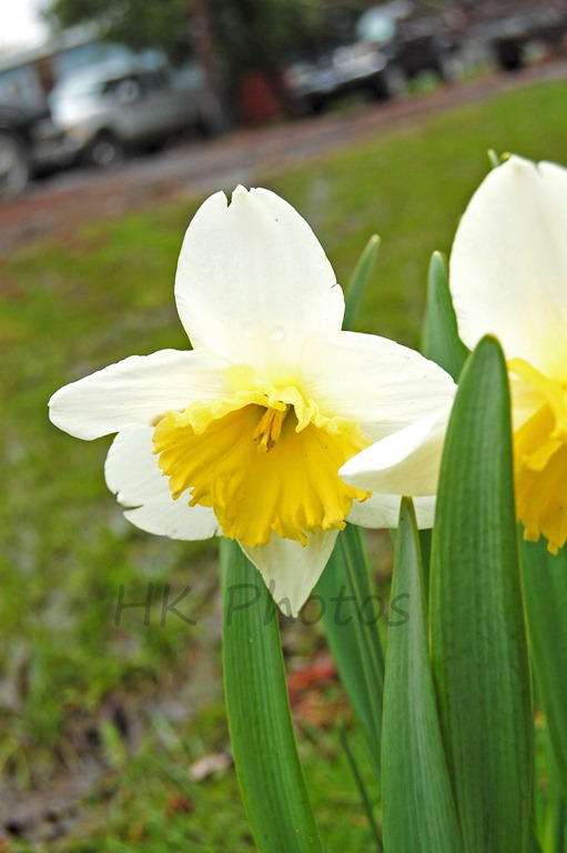 [daffodil[5].jpg]