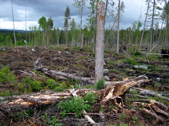 A large amount of Sallows has been harmed by SCA during a logging in Övre Storforsen in Piteå municipality even though they are considered trees with high conservation values.