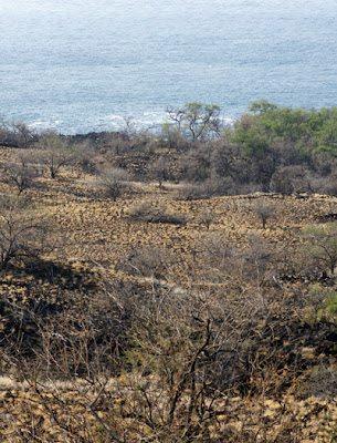 North Kohala Coast, Hawaii Lava field being grown over