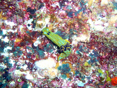 Nudibranch. Sea of Cortez