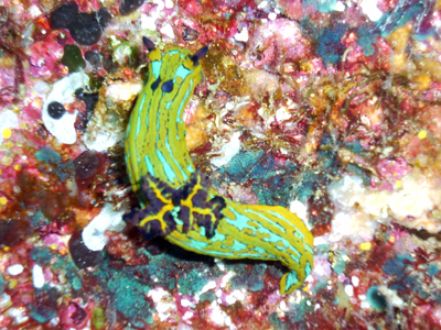 Nudibranch. Sea of Cortez