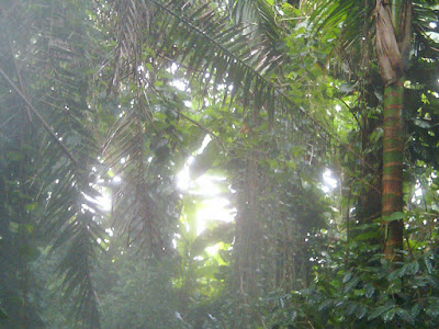 Rainforest Biodome, Biosphere Arizona