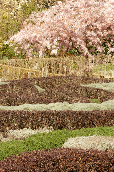 Flowering Cherry tree and herb knot garden: Filoli Woodside CA