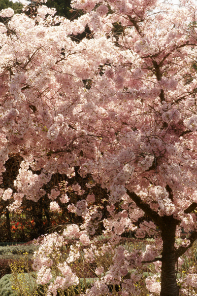 flowering cherry tree Filoli Woodside CA