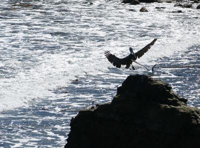 Pelican and seagull, Santa Cruz, Steamer Lane Pelican and seagull, Santa Cruz, Steamer Lane