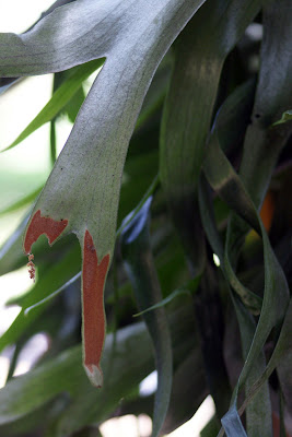 Staghorn fern near the tennis court