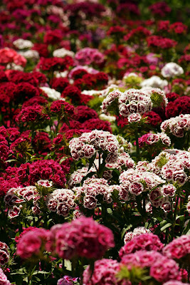 flowers in the cutting garden