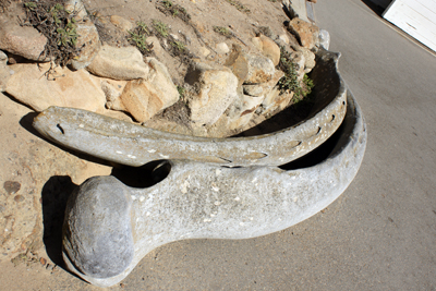 California Gray Whale ribs