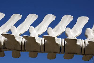 whale vertebrae