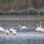 Flamingos at the Salt Lake