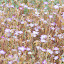 Pink flowers