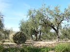 Trappeto di Caprafico Olivenschnitt