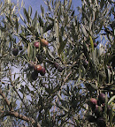 P1180004.JPG