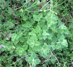 Menta Menta