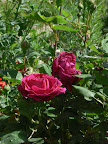 Roses