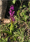 Orchideen in Caprafico