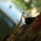 Mantis, Gottesanbeterin
