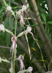 orchidsdetails.jpg
