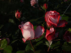 P1090087.JPG