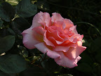 P1090090.JPG