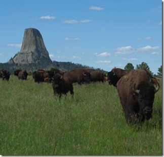 Bison_Devils_Tower Bison_Devils_Tower