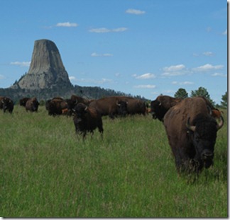 Bison_Devils_Tower