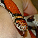 Eastern milk snake