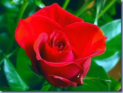 clip_image016