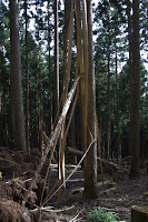 Trees cut in halves Photo