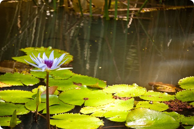 waimea valley (8)