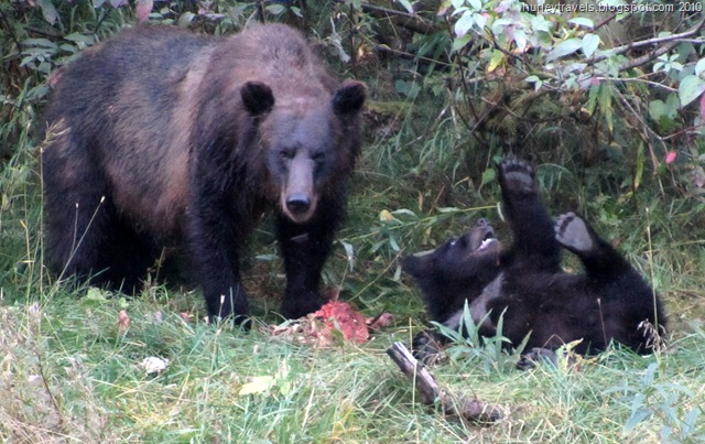 [1 Grizzly and playing cub[15].jpg]