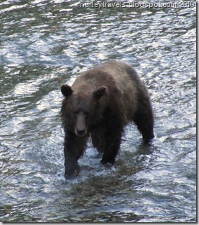 The mother grizzly watched the swimming Chum salmon in Fish Creek intensely.  Then she began her pursuit.  Soon she was reaching out with her huge paws and grasping the salmon. It was exciting to see her go through her food hunt.