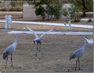 The family of Sandhill cranes leisurely stolls around in the Escapees RV park in Bushnell, Florida.  There is a breed of Florida Sandhill cranes that do not migrate north in the summer.  I'm not sure if these birds are in that category or if in a few months they will take the journey to Canada. 