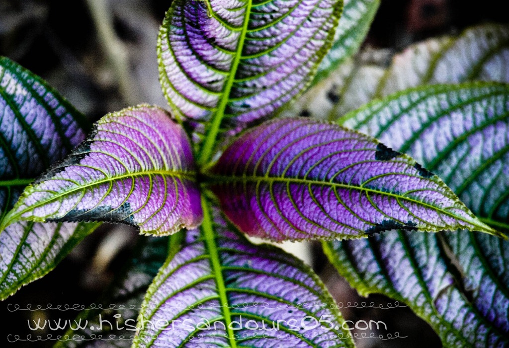 [20101206-PC063389 copy[4].jpg]