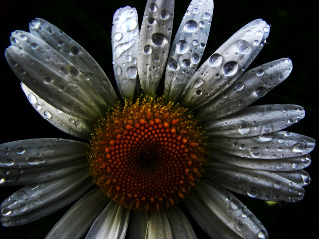 [Raindrops on Flowers III (6)-1[4].jpg]